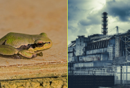What Chernobyl’s Black Frogs Reveal About Evolution
