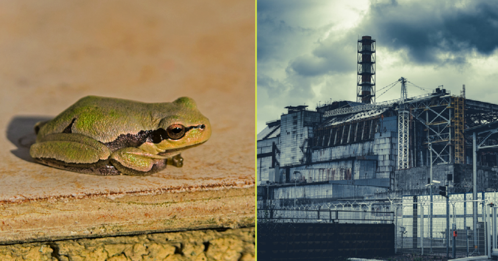 What Chernobyl's Black Frogs Reveal About Evolution