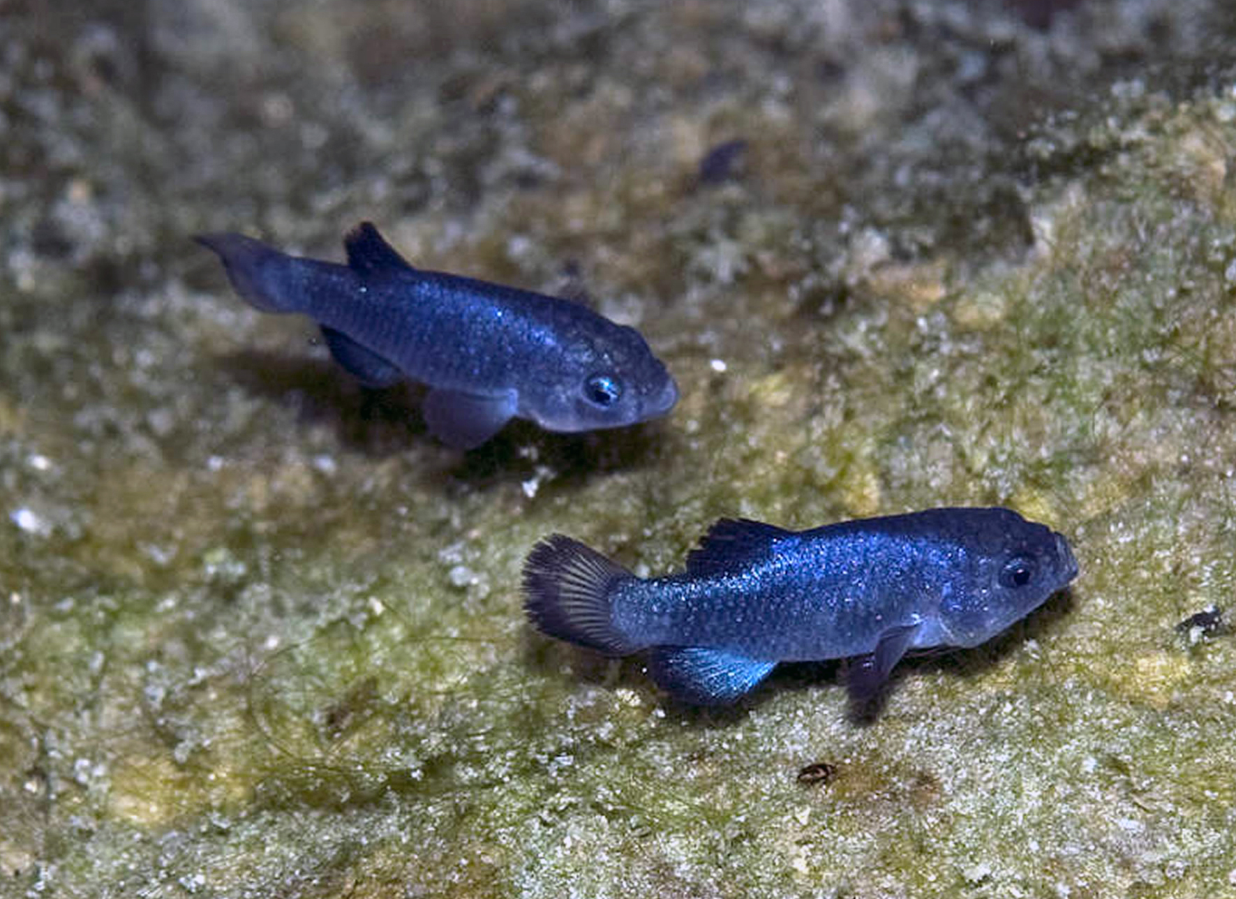 Cyprinodon diabolis males How An Earthquake In Mexico Affected The Worlds Rarest Fish A Thousand Miles Away