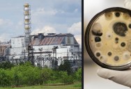 Fungi That Eats Radiation Are Alive and Well in Chernobyl