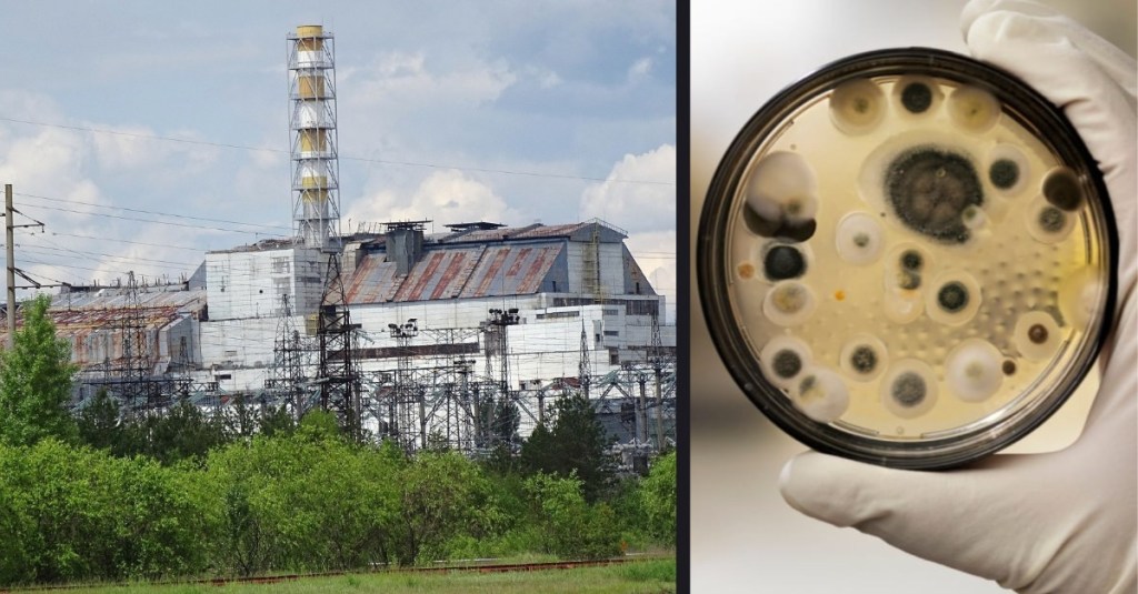 Fungi That Eats Radiation Are Alive and Well in Chernobyl