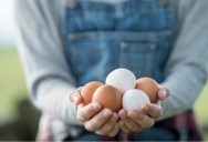 Here’s Why Eggs Are Different Colors