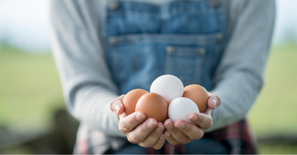 Here's Why Eggs Are Different Colors