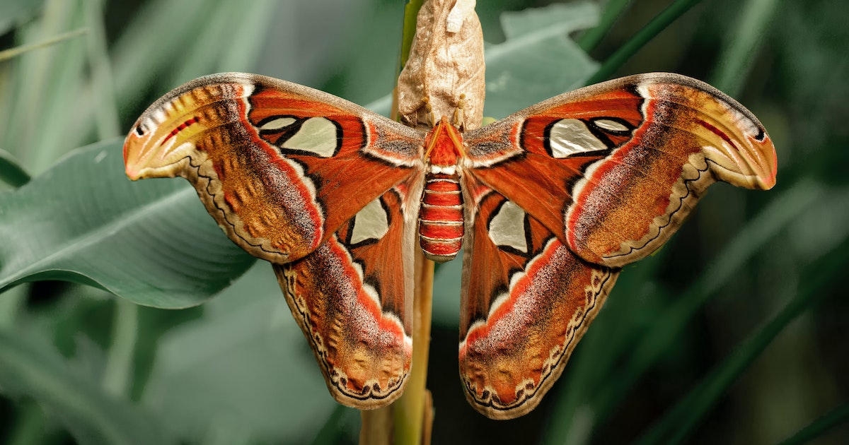 Atlas moth featured image Why Haven’t Insects Evolved to Become Bigger?