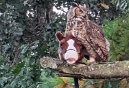 An Owl Stole a Stick Horse and Flew Around Like a Witch on a Broomstick