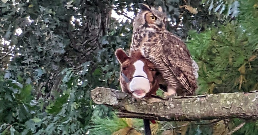 An Owl Stole a Stick Horse and Flew Around Like a Witch on a Broomstick