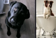 This Is Why Your Dog Follows You to the Bathroom