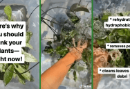 TikTok Trend Says You Should Dunk Your Plants, And They’re Actually Right