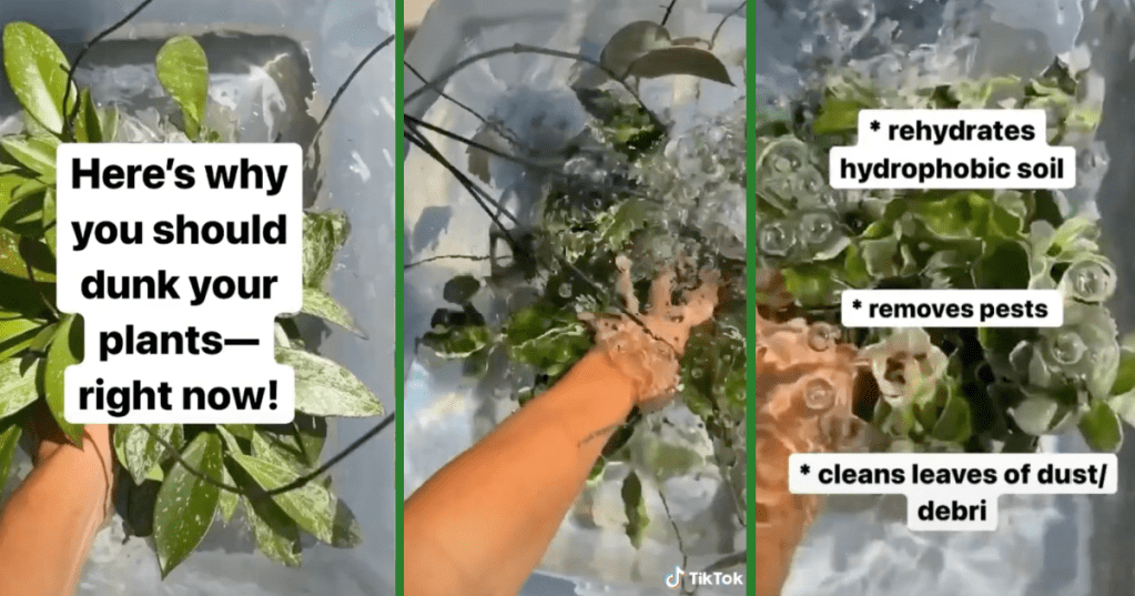 TikTok Trend Says You Should Dunk Your Plants, And They're Actually Right