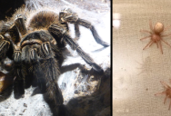 The World’s Biggest Spider Uses Its Leg Hair As A Weapon