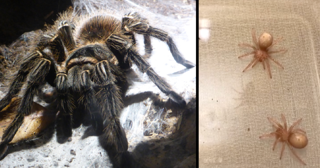 The World's Biggest Spider Uses Its Leg Hair As A Weapon