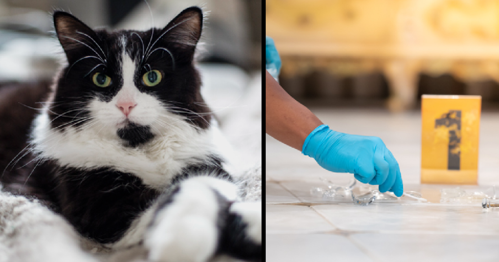 Pioneering Study Suggests Cats Could Be An Overlooked Forensic Resource