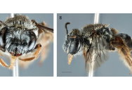 This Newly Discovered Bee Species Has A Very Unique Look