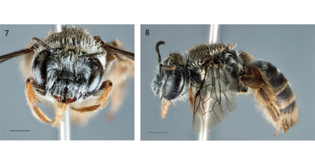 This Newly Discovered Bee Species Has A Very Unique Look