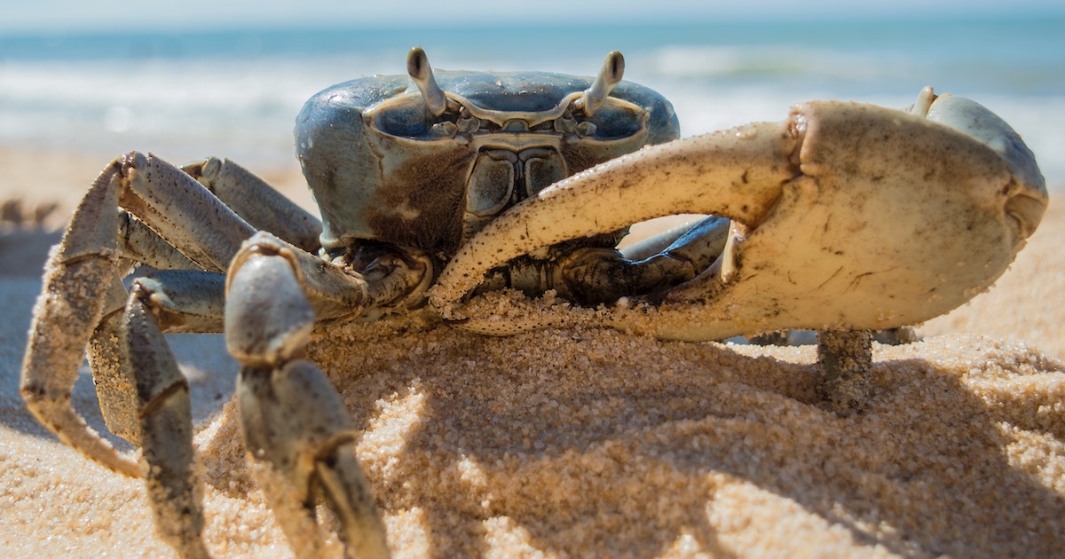 Crab featured image Man Hospitalized After Eating a Live Crab That Pinched His Daughter