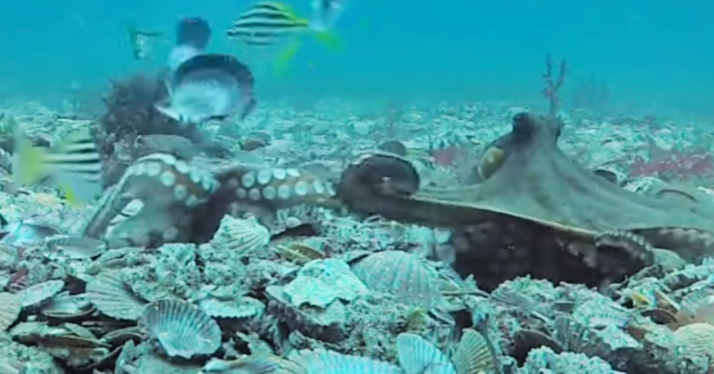 Female Octopuses Will Toss Shells Toward Annoying Males and We've Got The Video To Prove It
