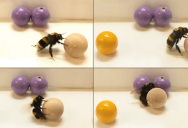 Study Shows Bumblebees Enjoy Playing Like Dogs and Dolphins