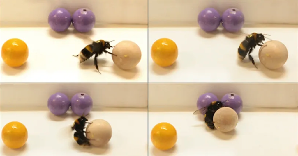 Study Shows Bumblebees Enjoy Playing Like Dogs and Dolphins