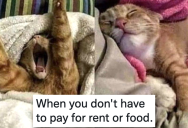10 Funny Cat Posts to Brighten Up Your Day