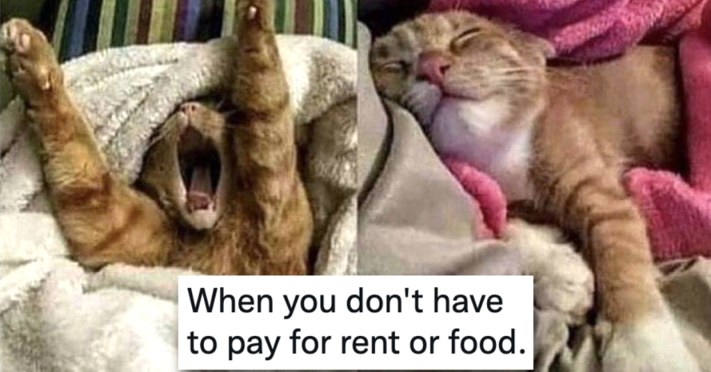 10 Funny Cat Posts to Brighten Up Your Day
