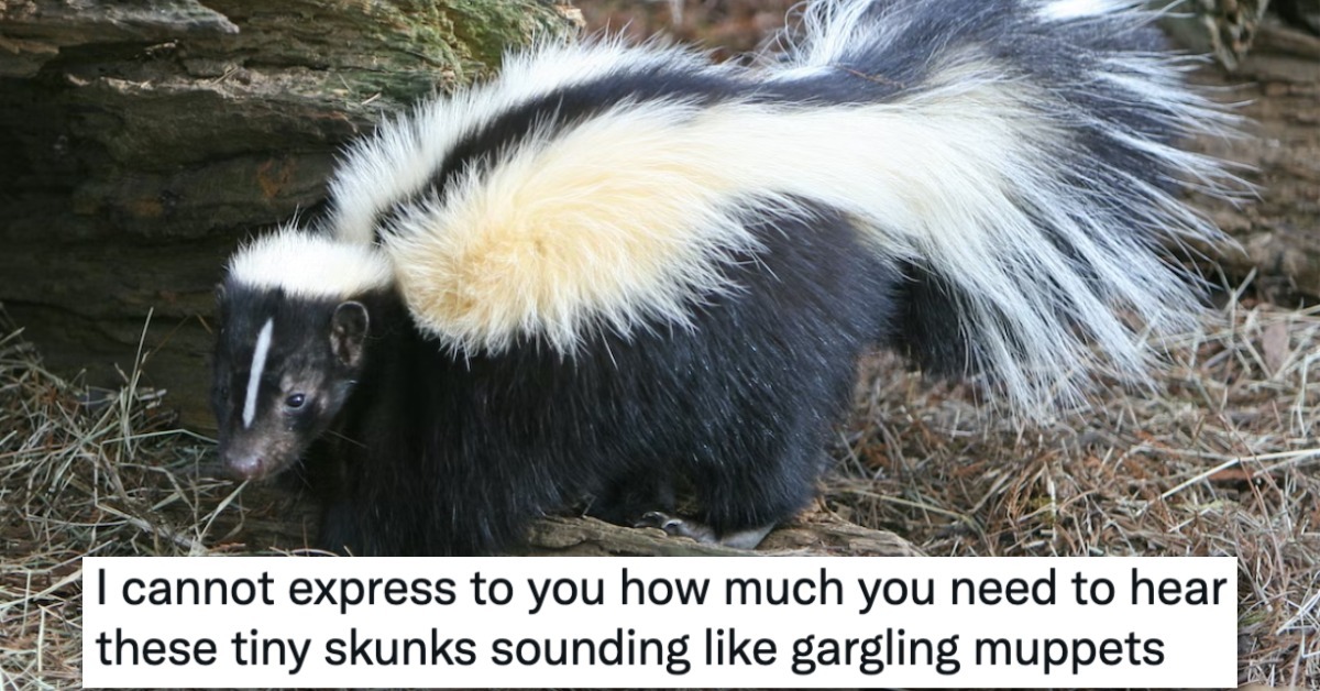 People Online Were Delighted When They Discovered What Skunks Sound ...