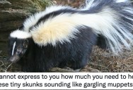 People Online Were Delighted When They Discovered What Skunks Sound Like