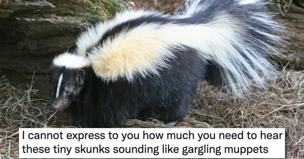 People Online Were Delighted When They Discovered What Skunks Sound Like
