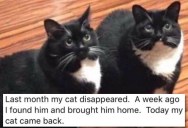 This Man Thought He Found His Lost Cat… And Then The Real One Showed Up