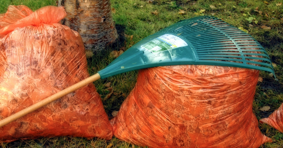 Yard waste featured image Experts Advise Not to Throw Away Your Lawn Leaves This Fall