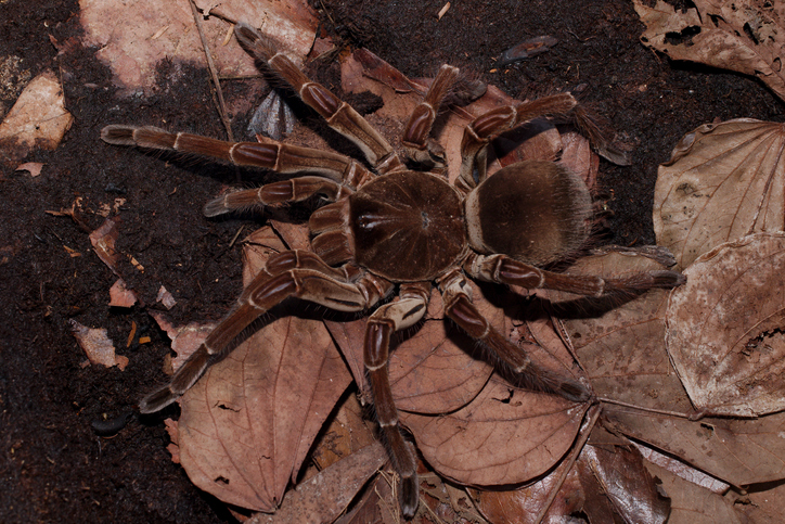iStock 1136262808 The Worlds Biggest Spider Uses Its Leg Hair As A Weapon