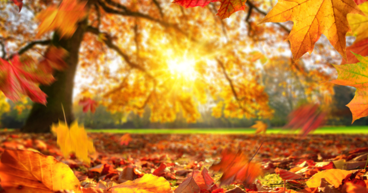 Here’s Why The Leaves Look So Lovely In The Fall » TwistedSifter