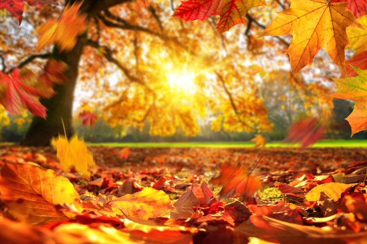 iStock 1278765757 Heres Why The Leaves Look So Lovely In The Fall