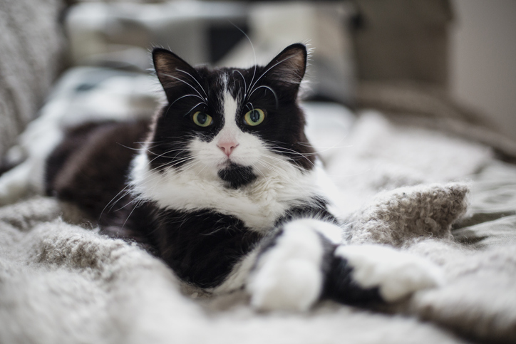 iStock 1357557077 Pioneering Study Suggests Cats Could Be An Overlooked Forensic Resource