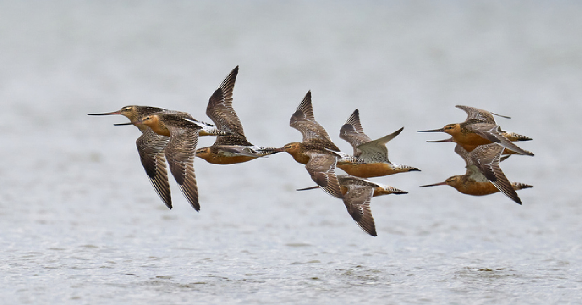 The Bird That Flew From Alaska To Tasmania Without Stopping