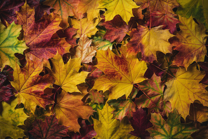 iStock 1413052093 Heres Why The Leaves Look So Lovely In The Fall