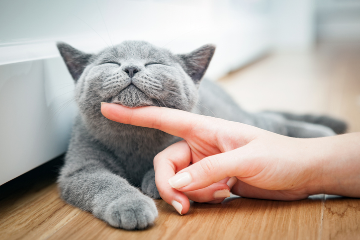 iStock 909106260 Pioneering Study Suggests Cats Could Be An Overlooked Forensic Resource
