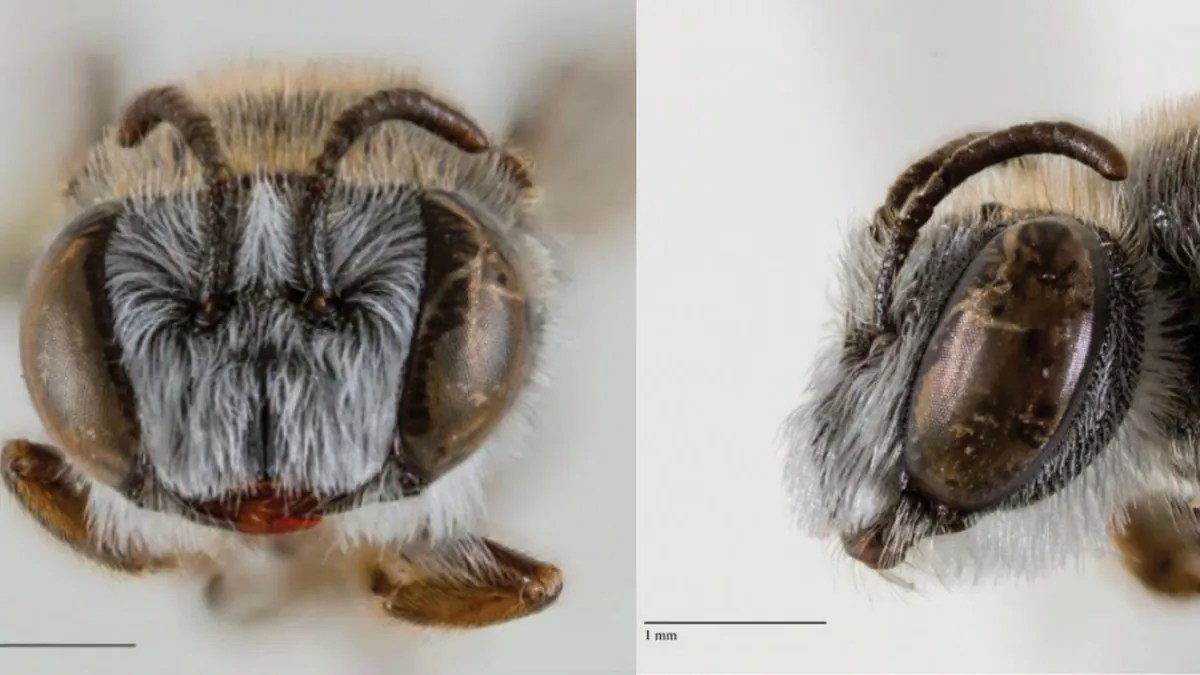  This Newly Discovered Bee Species Has A Very Unique Look