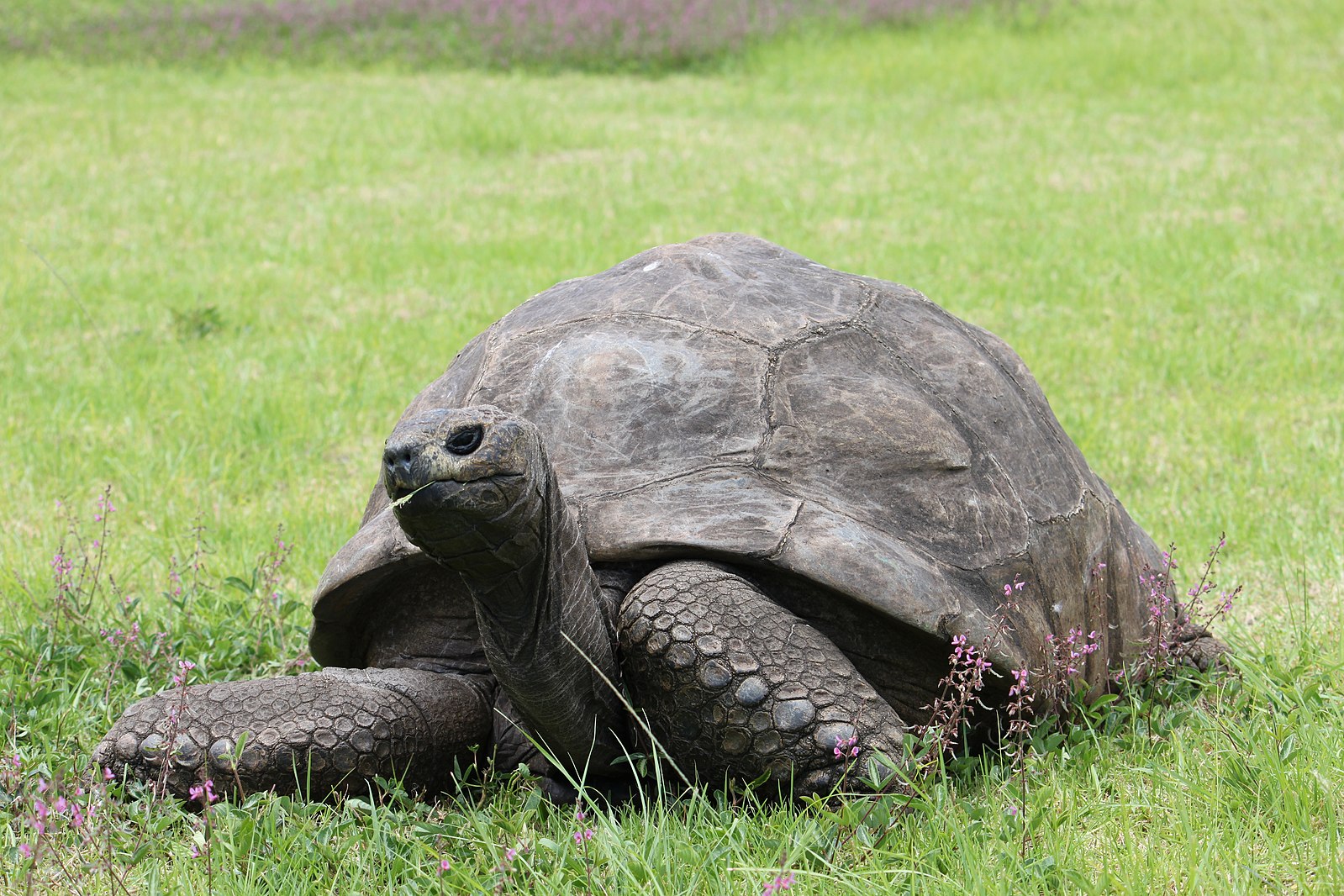 1599px Jonathan the tortoise at Plantation House Jonathan the Tortoise, The Worlds Oldest Animal, Turns 190