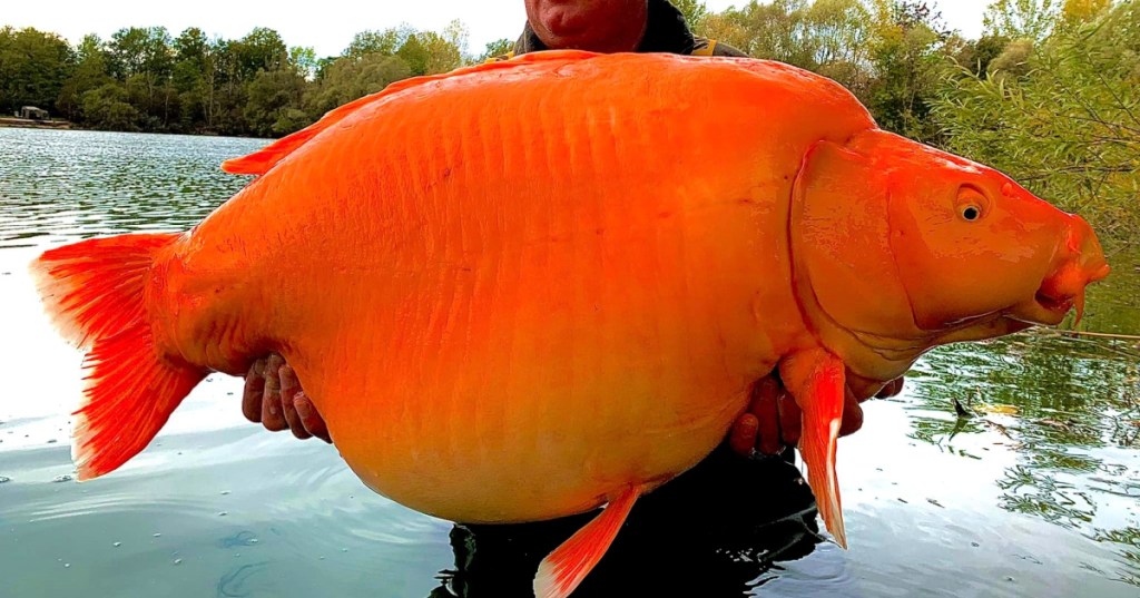 This Giant Goldfish Hybrid Weighs As Much As A Ten-Year-Old Child