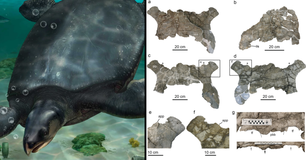 Archaeologists Have Discovered A Turtle The Size Of A Rhinoceros In Spain