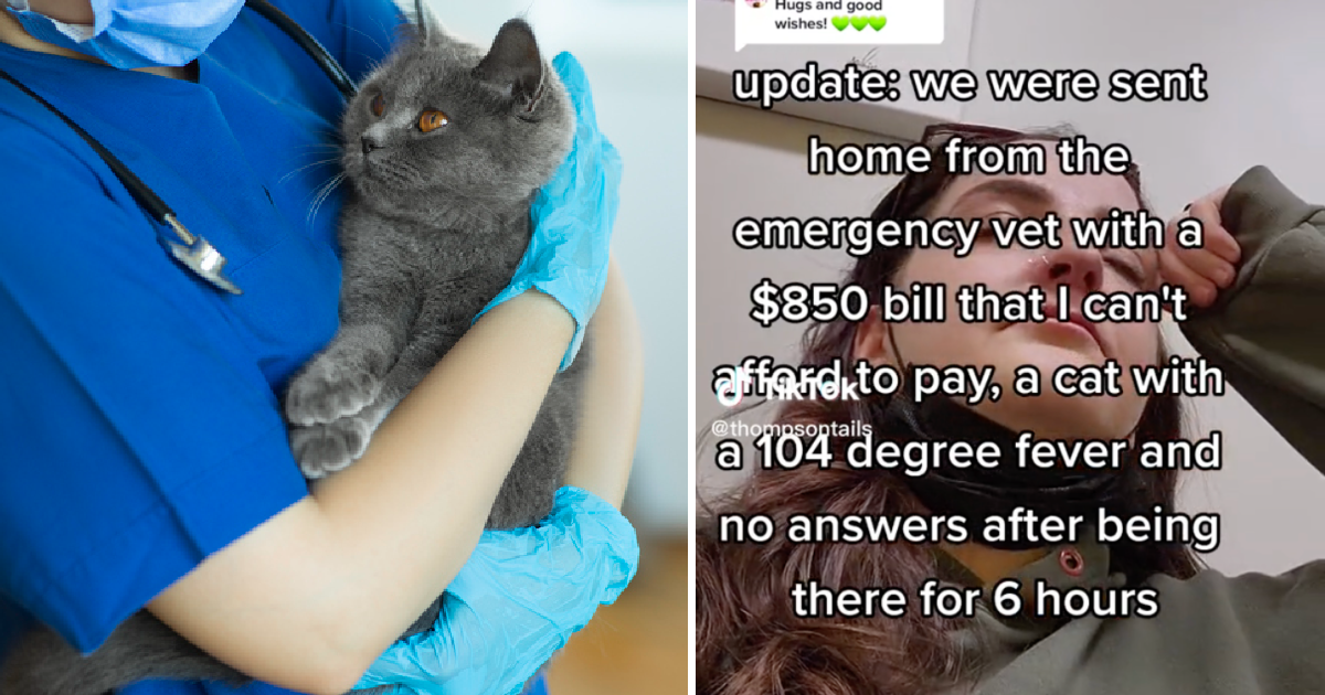 Woman Gets Sent Home With Sick Cat And Massive Vet Bill She Can’t ...