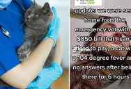 Woman Gets Sent Home With Sick Cat And Massive Vet Bill She Can’t Afford. Is There Anything She Can Do?