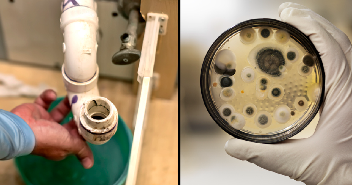 The Tiny Invader That Could Be Living In Your Sink