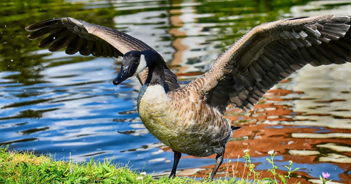 Canada goose featured image Canadian Geese Dont Fear Humans And Youre Right To Be Scared
