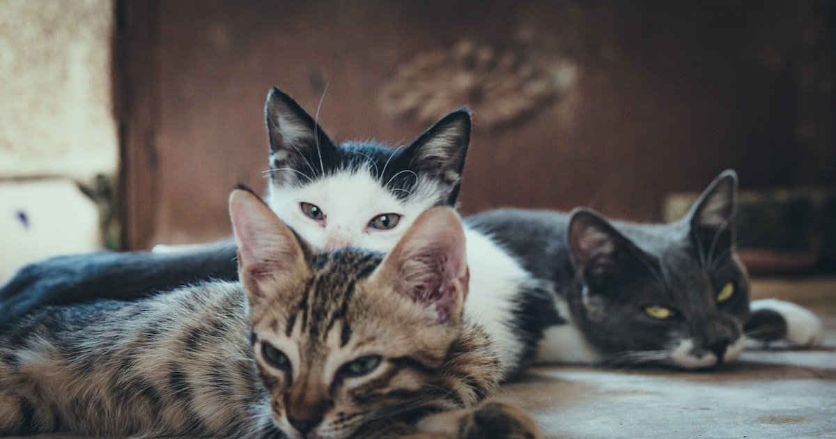 Cats Featured Image Genetics Reveals How Cats and Humans Became Forever Friends