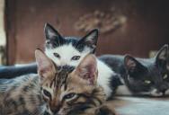 Genetics Reveals How Cats and Humans Became Forever Friends