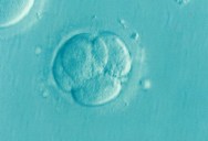 Twins Born from Embryos Created More Than 30 Years Ago Break Fertility Record