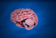 Living Human Brain Breaks 10 Times Easier Than Polystyrene Foam