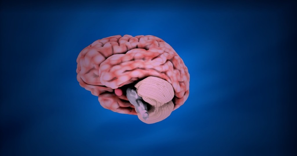 Living Human Brain Breaks 10 Times Easier Than Polystyrene Foam