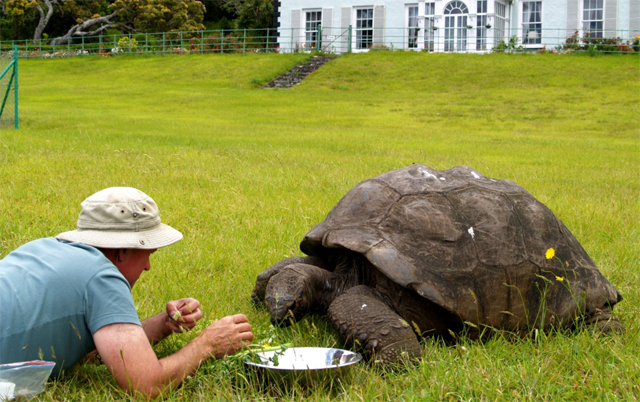 Joe Hollins feeding Jonathan at the St Helena Plantation House Jonathan the Tortoise, The Worlds Oldest Animal, Turns 190